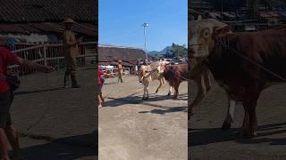SAPI JUMBO DI GANDENG #sapijumbo #sapigalak #cowshortvideo
