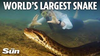 Worlds largest snake as thick as a car tyre filmed slithering across river floor by TV crew