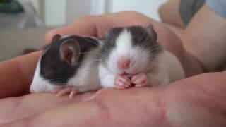 Most adorable sleeping baby rats