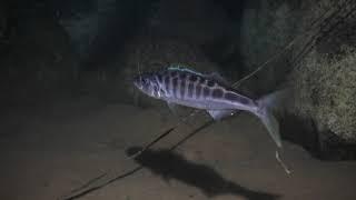 Bathybates fasciatus. Tanganyikan deep water predator Kigoma