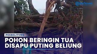 Pohon Beringin Tua Berusia Ratusan Tahun di Pulau Gersik Belitung Ikut Tumbang Disapu Puting Beliung