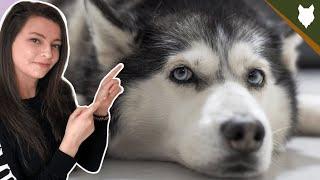 DO SIBERIAN HUSKY GET SEPERATION ANXIETY