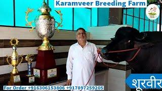 Karamveer Breeding Farm Yuvraaj Bull   Full Farm Video  #karamveer #breeding #murrah #murrabull