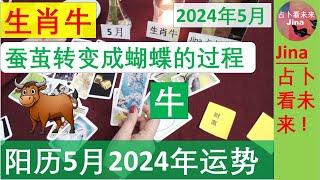 生肖牛阳历5月2024年蚕茧转变成蝴蝶的过程阳历2024年五月在工作 财富 感情上的发展趋势 update 2024年4月21日