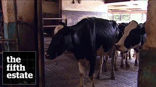 Bovine Growth Hormone  Whistleblowers Shiv Chopra & Margaret Haydon - the fifth estate