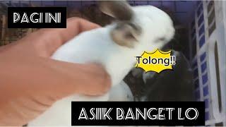 Asik banget ternyata..Aktivitas ku pagi ini di kandang kelinci@hiburindonesia3130 #animals