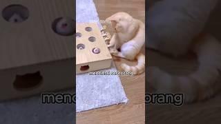 Sedikit Ilmu Psikolog Harian #shorts #videoshort #kucing #psikologi #viral #ilmu