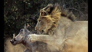 The Serengeti Lion -  Predator-Prey Relations Wildlife Nat Geo