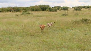 Nahipae the cheetah mother that will chase her prey into a car just to feed her cubs