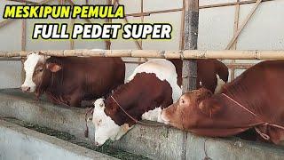 3 EKOR PEDET SUPER DIKANDANG PEMULA CALON MONSTER