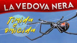 La Vedova nera timida e omicida ► Puntata 146