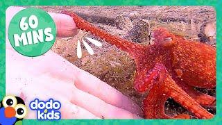 60 Minutes Of Animals Splishing And Splashing  Dodo Kids  1 Hour Of Animal Videos