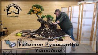 Extreme Pyracantha Yamadori - Greenwood Bonsai