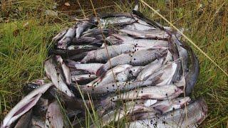 За хариусом в тайгу Республики Комидикая природа отличный уловFishing for grayling