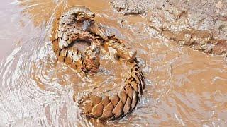 This Pangolin REALLY Loves Swimming