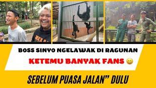 BOSS SINYO BIKIN NGAKAK DI RAGUNAN‼️