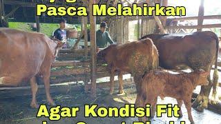 Merawat Induk Pasca Melahirkan agar Cepat Birahi