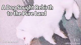 A Dog Sought Rebirth to the Pure Land #rebirth