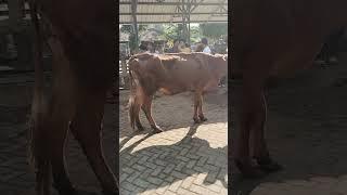 Sapi Babon Geringan‼️ #dunialembu #pasarsapi #pasarsapihariini #sapijumbo #sapi #gunungkidul