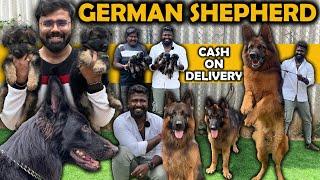 Cheapest ஜெர்மன் ஷெப்பர்ட் German Shepherd Kennel  Dogs for Sale  Low Price Puppies  Coimbatore