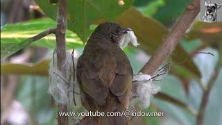 Nest Building OLIVE-WINGED BULBUL