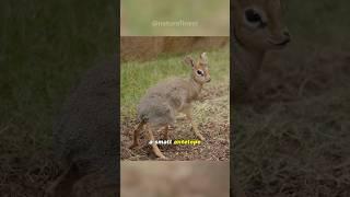 Dik Dik  Tiny Marvels of the Savanna