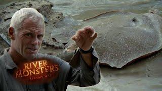 Dangerous Freshwater Stingray  River Monsters