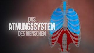 Atmungssystem - Aufbau und Funktionsweise der Lunge Animation