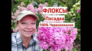 Флоксы посадка почва уход черенкование. Как выращивать флоксы. Как сажать флоксы