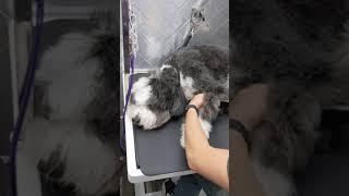 ultimate fear free grooming- doodle drying