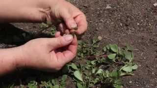 Purslane Health Benefits & How to Eat It  Edible Weeds