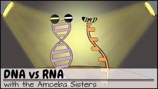 DNA vs RNA Updated