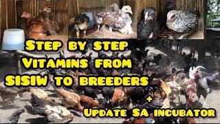 STEP BY STEP VITAMINS NG MANOK FROM SISIW TO BREEDERS  UPDATE SA INCUBATOR