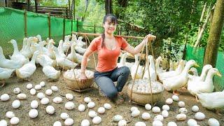 Harvesting A Lot Of Duck Eggs Goes To Market Sell - Selling grown pigs  Phương Free Bushcraft