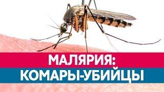 ЧЕМ ОПАСНА МАЛЯРИЯ? Какие комары ее разносят и каковы ее последствия?