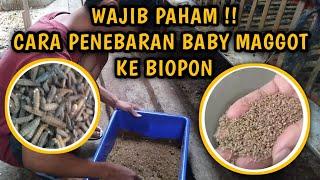 PEMINDAHAN BABY MAGGOT KE BIOPON PEMBESARAN