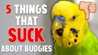 5 Things That SUCKS About Owning A Budgie