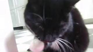 Cat using paws to drink