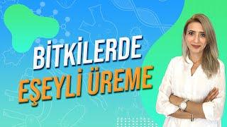 BİTKİLERDE EŞEYLİ ÜREME  Seda Hoca Biyoloji  #ayt2024