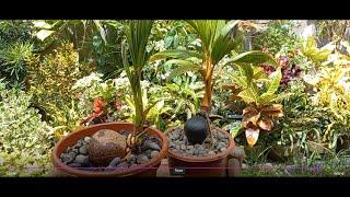 Easy way in making Coconut Bonsai...