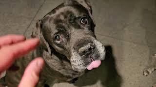 Feed Sore Eye Cane Corso with Raw Meat and Organs