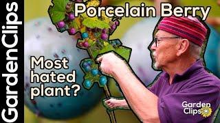 Porcelain Berry - Amur peppervine - Why is porcelain berry the most beautiful hated plant?