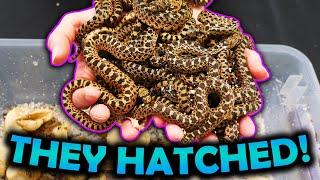 Baby Bullsnakes Hatching One is Extra Spicy