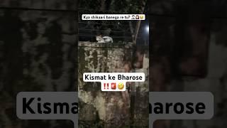 Husky Vs Cat Kismat ke bharose  #husky #dogandcat #ytshorts #funny