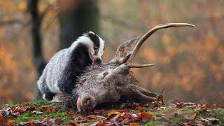 European badgers range extends from Britain across Europe and to the middle east.*HD*World Animal