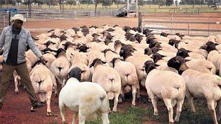 I Left Banking Job Now Richest Dorper Sheep Farmer