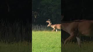 8 Point Velvet Buck In Alfalfa #shorts