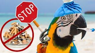 ️ STOP SMOKING Its Killing Your Bird   A Birds Respiratory System