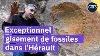 Sur la piste des fossiles rares  Reportage CNRS