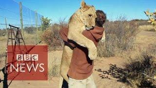 Lion hugger This is how Sirga the lion greets her owner - BBC News